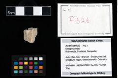 Foto (Objekt + Etikett) von Decapoda indet.  (NHMW-GEO-2014-0194-0626)